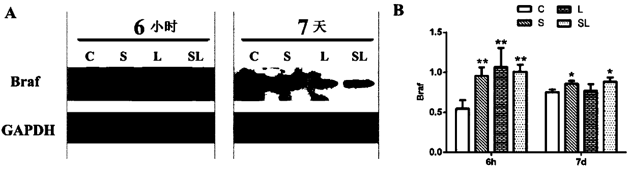 Braf protein of biological marker for detecting brain damage induced by microwave radiation