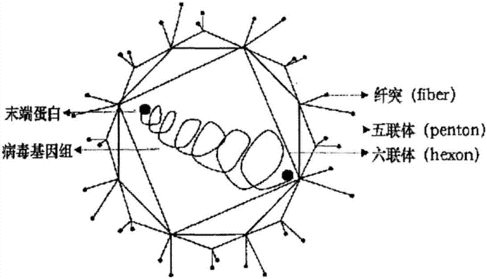 Group I type 4 avian adenovirus subunit protein as well as preparation method and application thereof