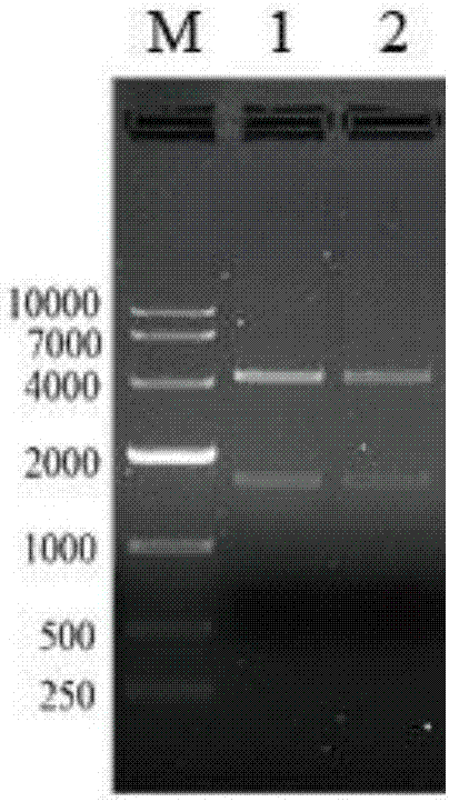 Group I type 4 avian adenovirus subunit protein as well as preparation method and application thereof