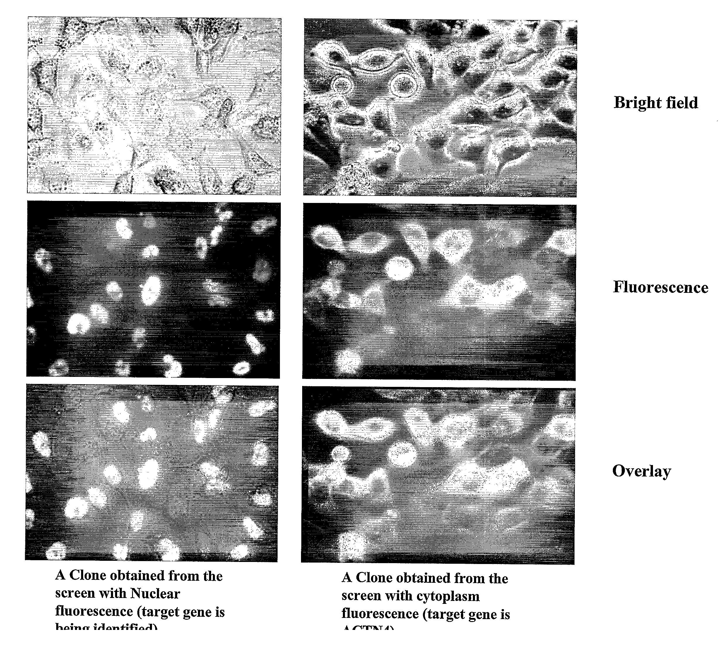 Methods and compositions related to identifying protein-protein interactions