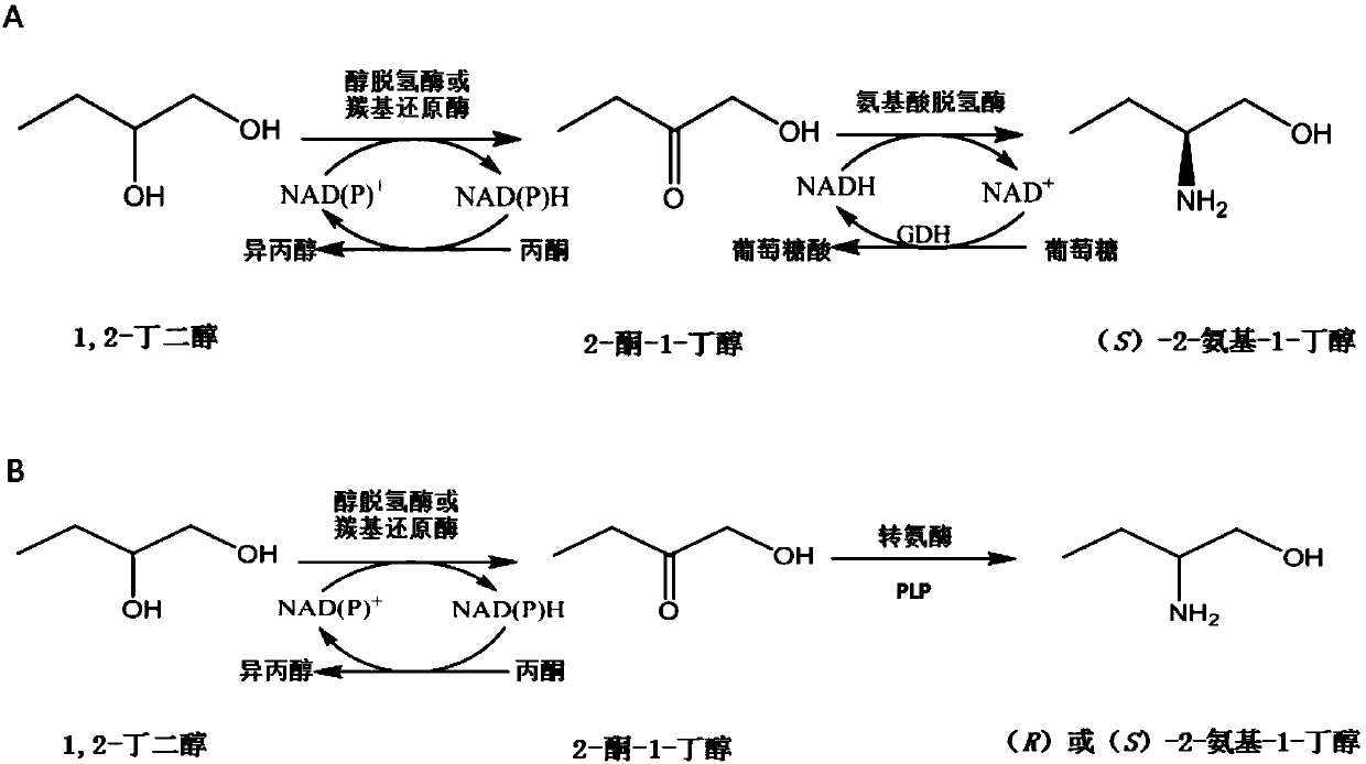 Method for synthesizing chiral 2-amino-1-butanol