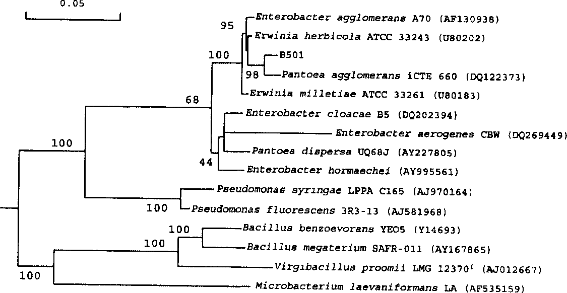 One strain forming a block type fanjun fungus, fermentation culturing method and application thereof