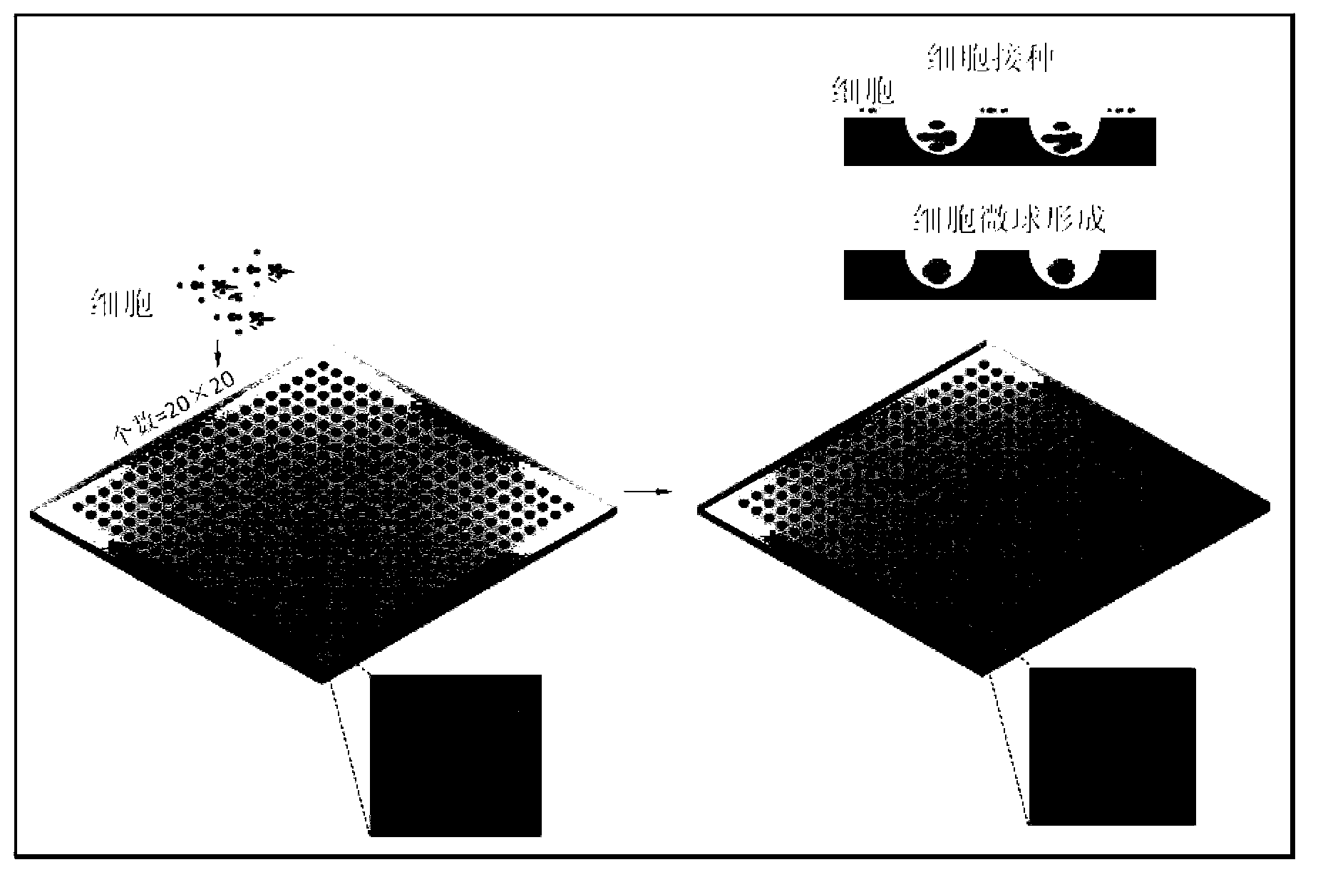 Preparation method and application of PDMS polymer chip of arc-shaped concave aperture