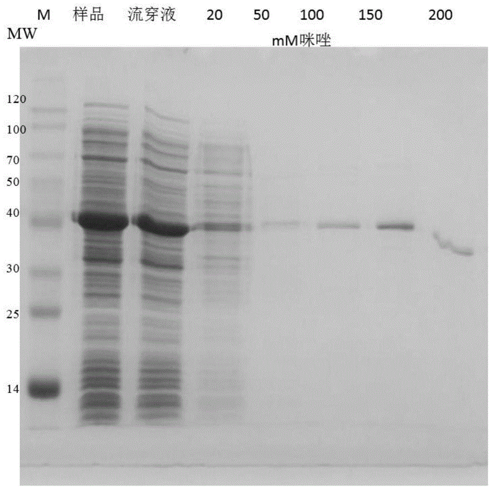 Disulfide bond isomerase gene Trpdi2 from Trichoderma reesei and application thereof