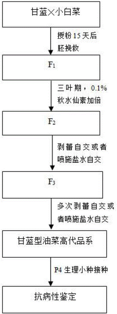 Method for artificially synthesizing novel anti-clubroot brassica napus material