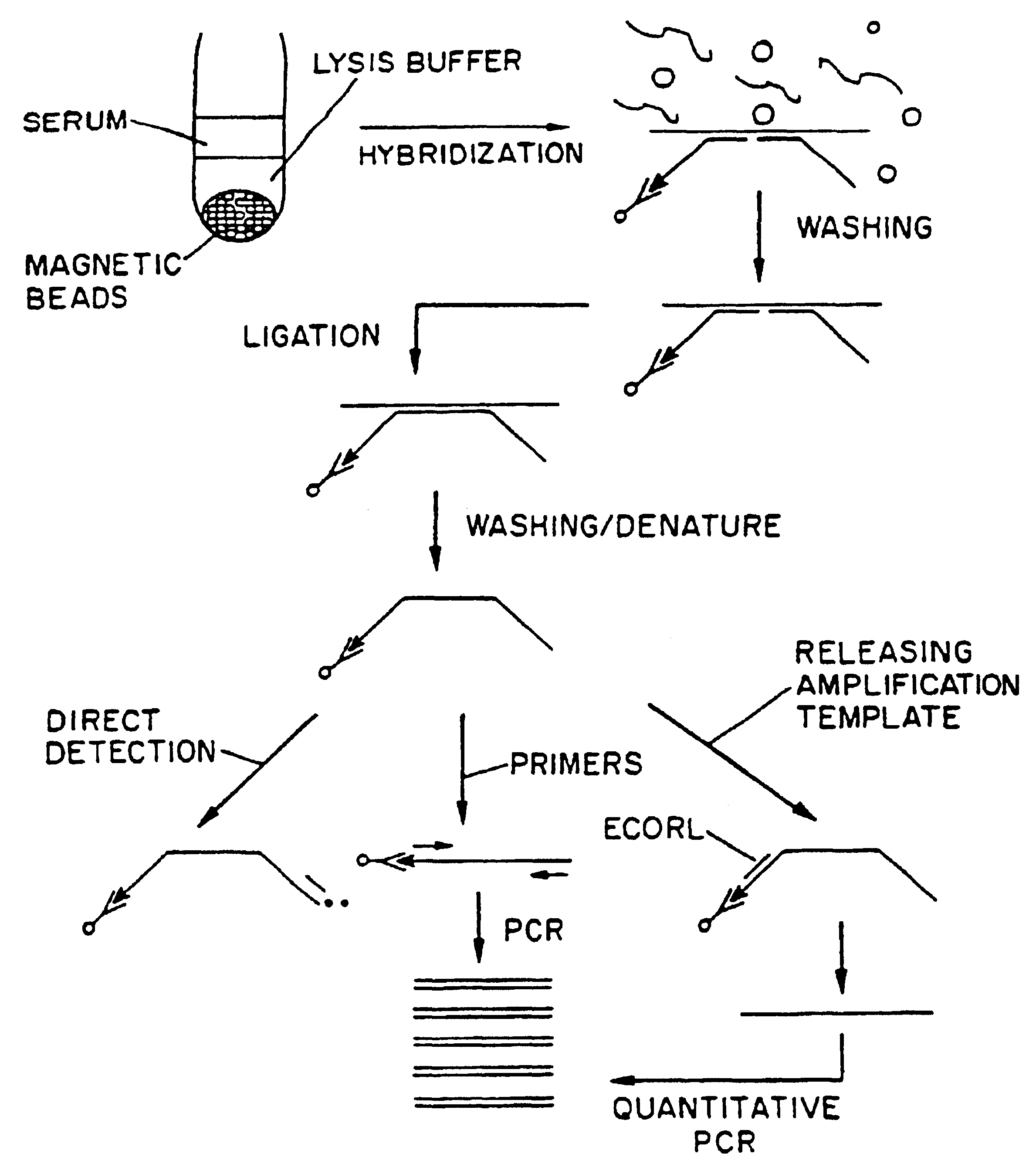 Nucleic acid amplification method: ramification-extension amplification method (RAM)