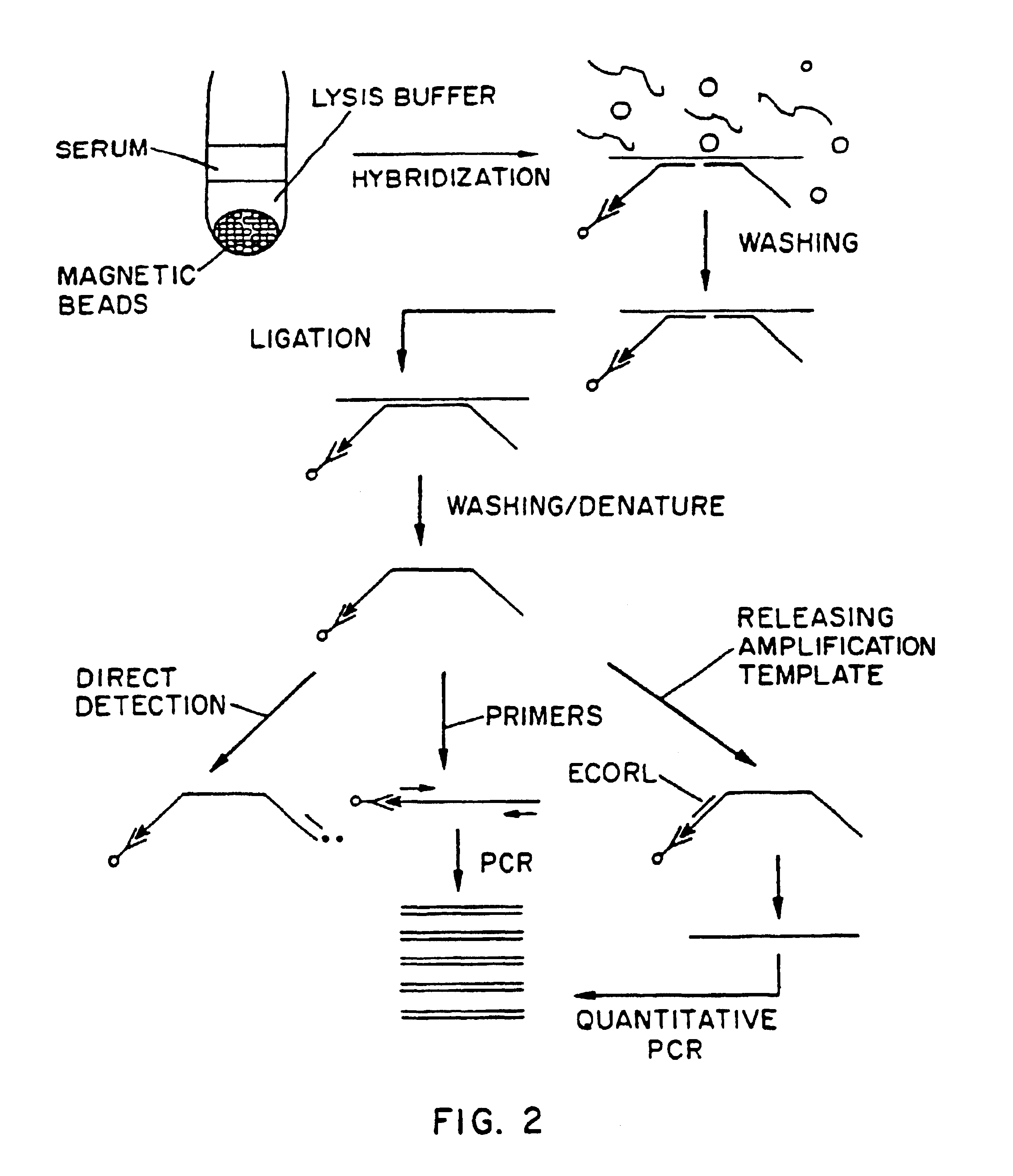 Nucleic acid amplification method: ramification-extension amplification method (RAM)