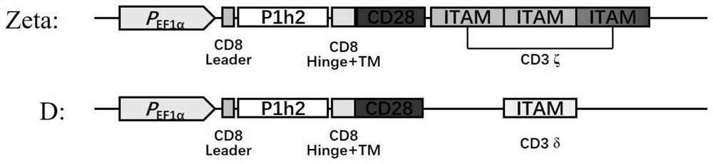 Chimeric antigen receptor capable of enhancing anti-tumor capability of CAR-T cell, D-CAR-T cell and application of D-CAR-T cell