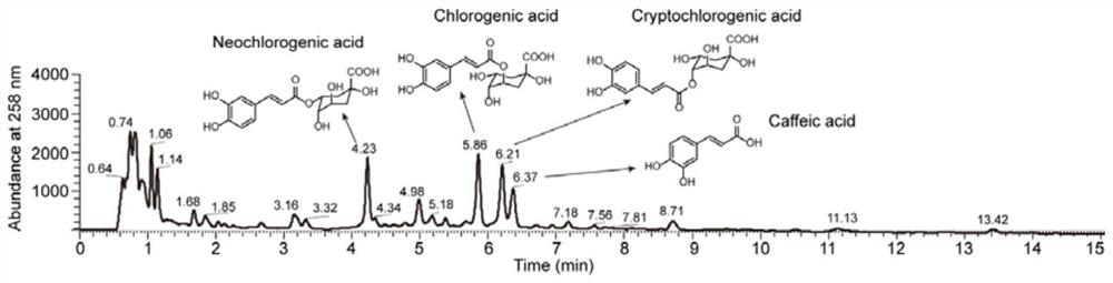 Gynura procumbens wine and preparation method thereof