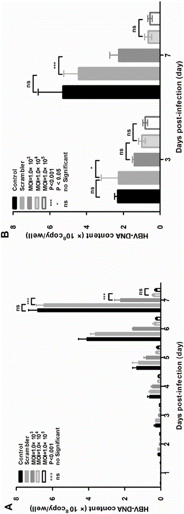 Low-interfering RNA (ribonucleic acid) medicine for treating chronic hepatitis B and hepatic fibrosis