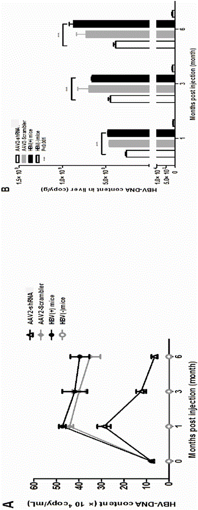 Low-interfering RNA (ribonucleic acid) medicine for treating chronic hepatitis B and hepatic fibrosis