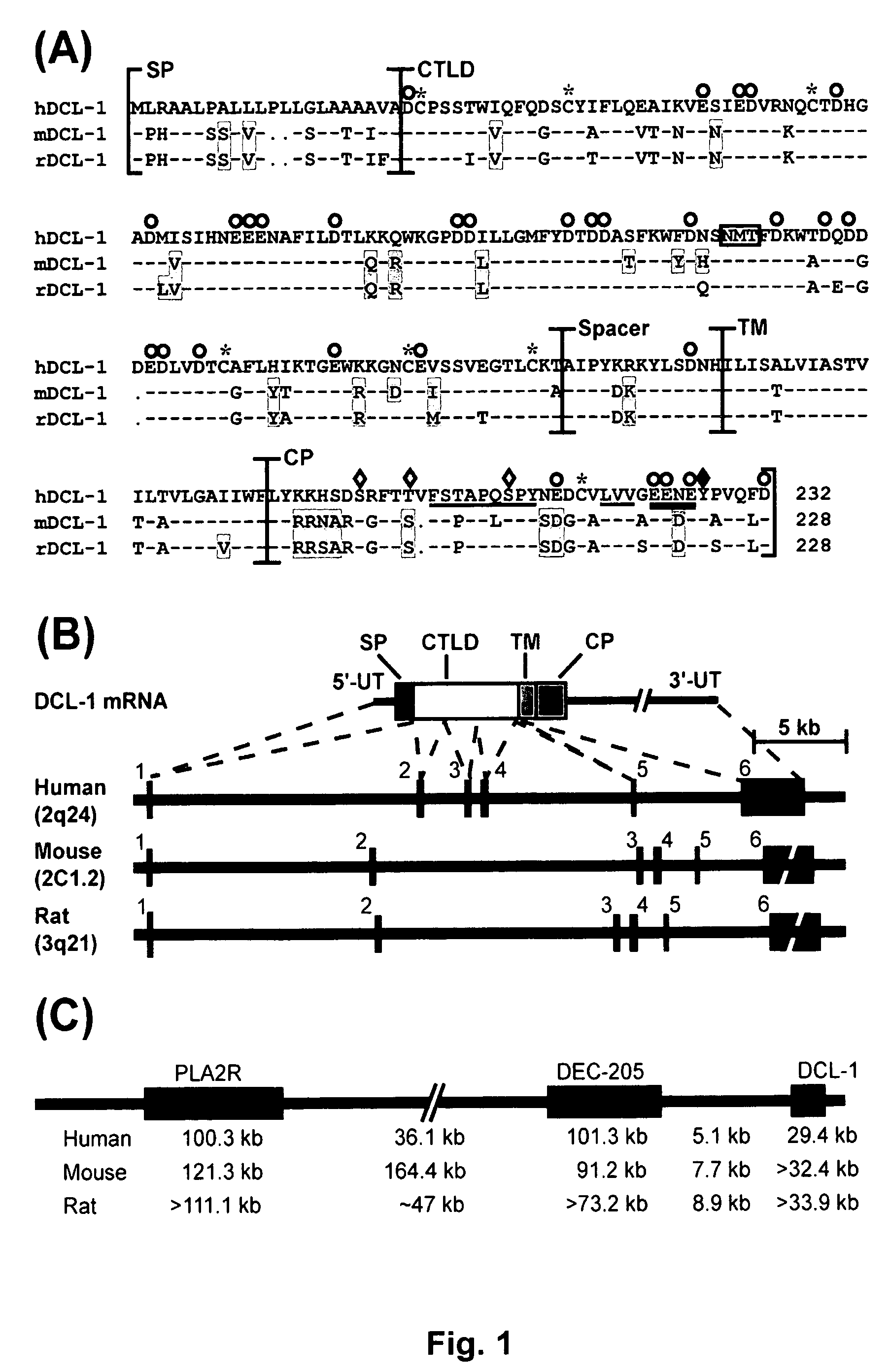 DCL-1 and uses thereof