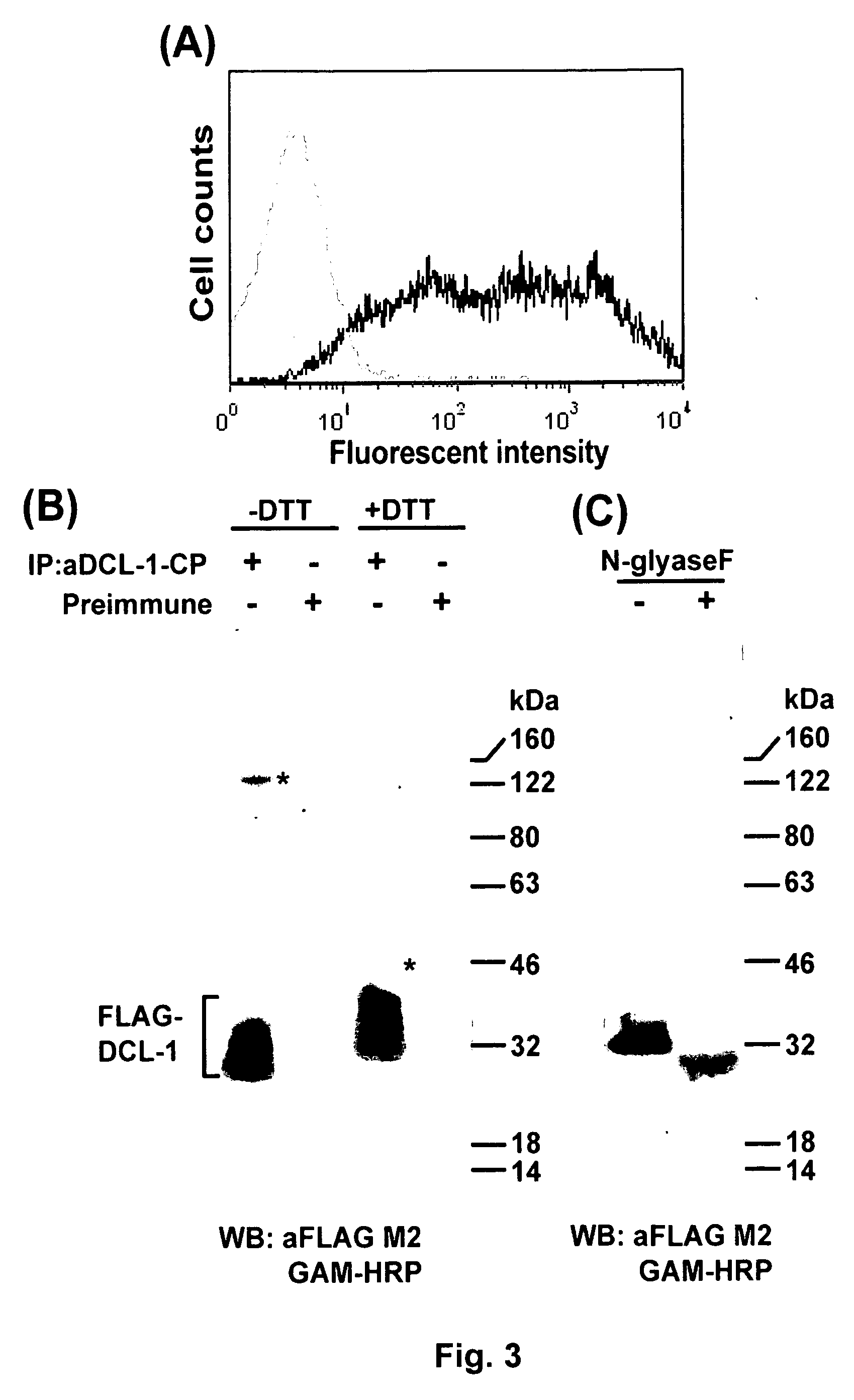 DCL-1 and uses thereof