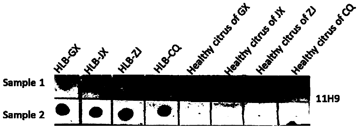 Hybridoma cell strain secreting monoclonal antibody resistant to Candidatus Liberibacter asiaticus pathogens and application of monoclonal antibody