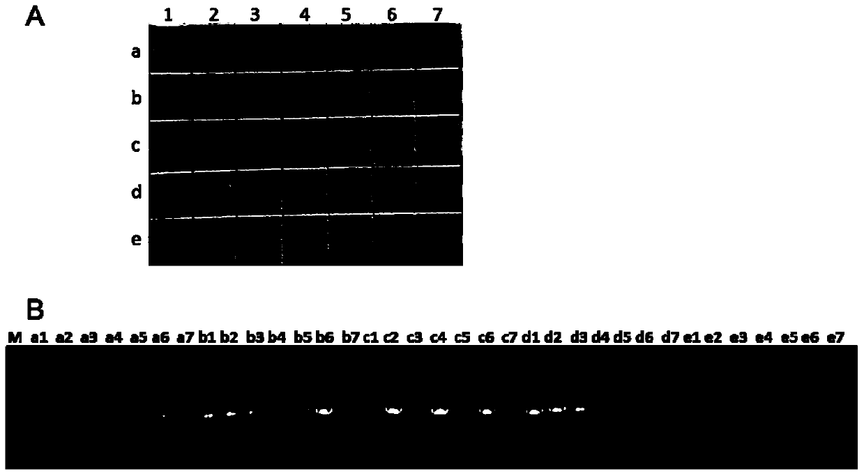 Hybridoma cell strain secreting monoclonal antibody resistant to Candidatus Liberibacter asiaticus pathogens and application of monoclonal antibody