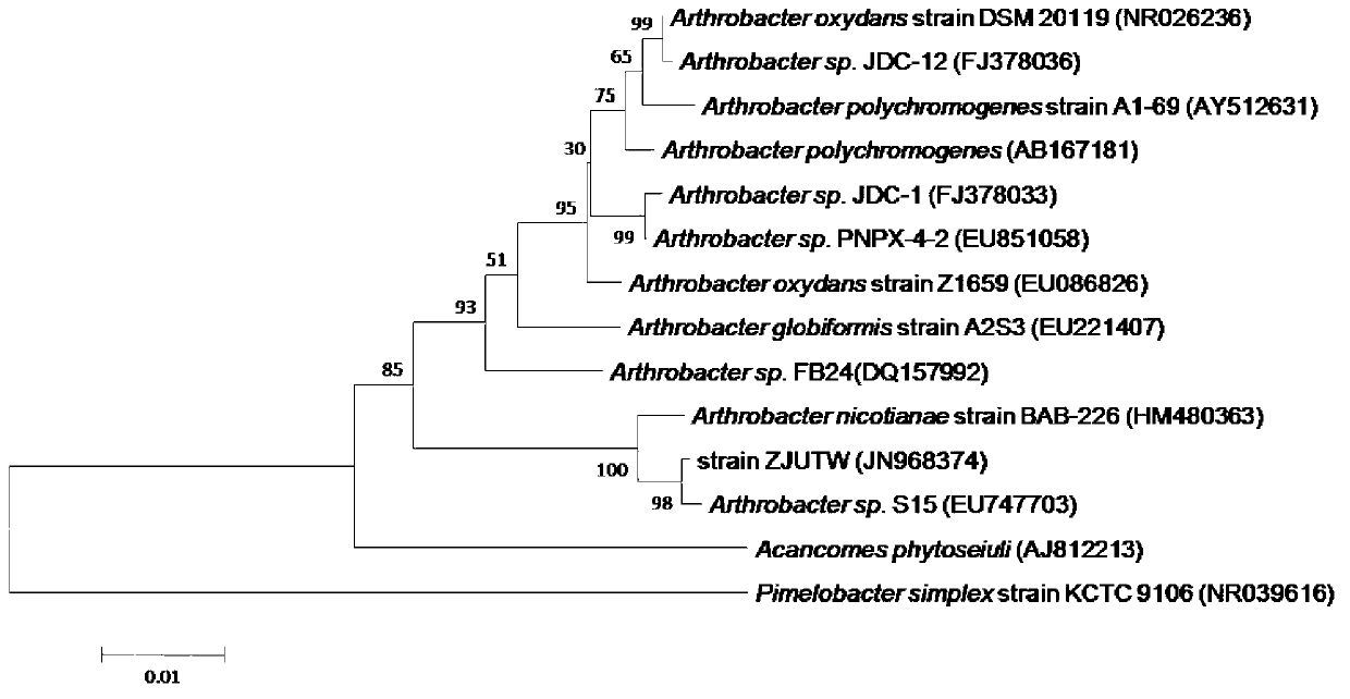 Phthalate degrading strain and application thereof