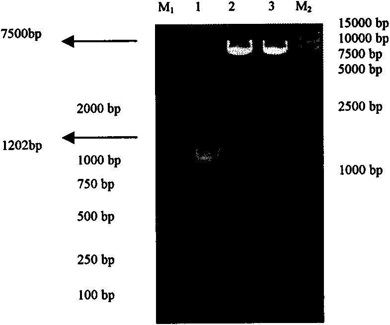 Swine mycoplasma hyopneumoniae p52 gene recombinant adenovirus and construction method and application thereof