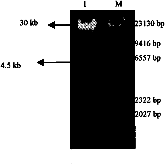 Swine mycoplasma hyopneumoniae p52 gene recombinant adenovirus and construction method and application thereof