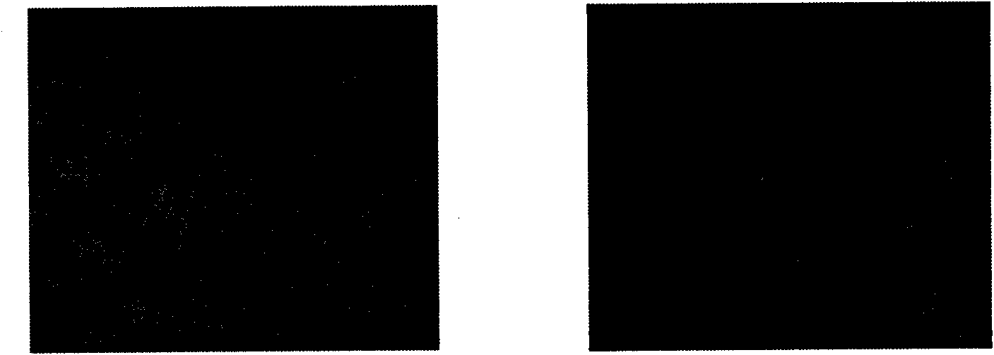 Swine mycoplasma hyopneumoniae p52 gene recombinant adenovirus and construction method and application thereof