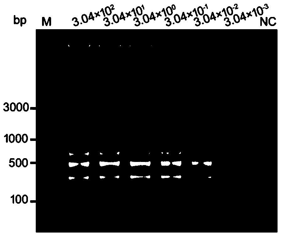 Primer and probe sequences for Ulva pore lamp-lfd detection