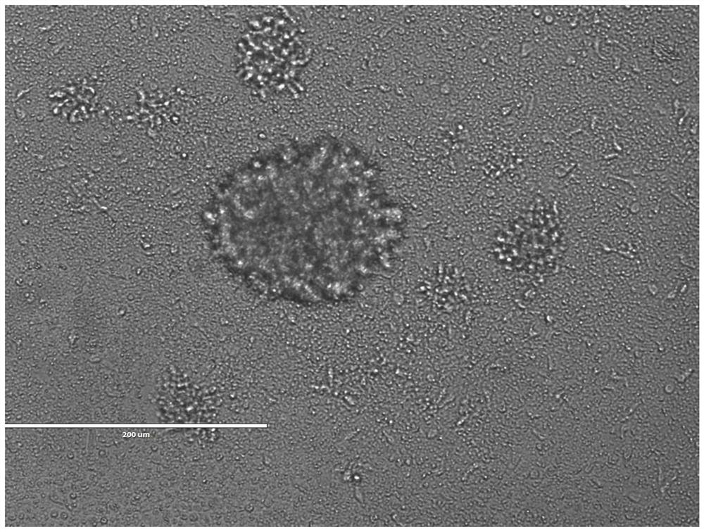 A human nk/t cell line