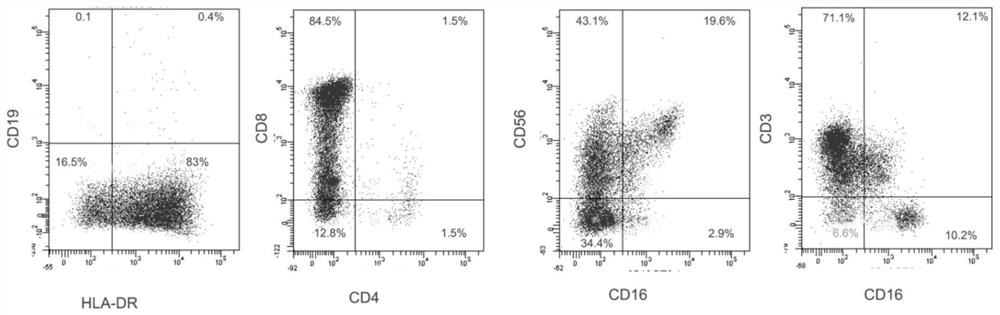 A human nk/t cell line