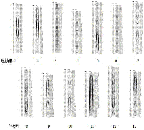 A SNP Molecular Marker Tightly Linked to Sesame Seed Coat Color Gene