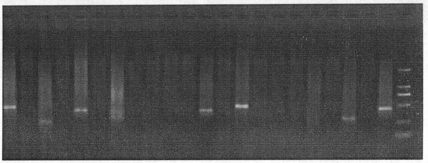 High-efficiency screening method for microsatellite marker of Marbled Sand Goby and application of same