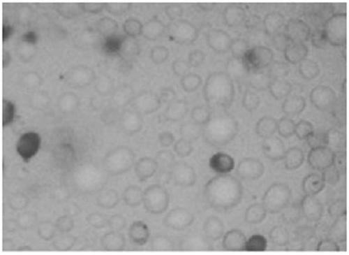 Ester-producing yeast, extract method and application thereof in jujube distilled liquor