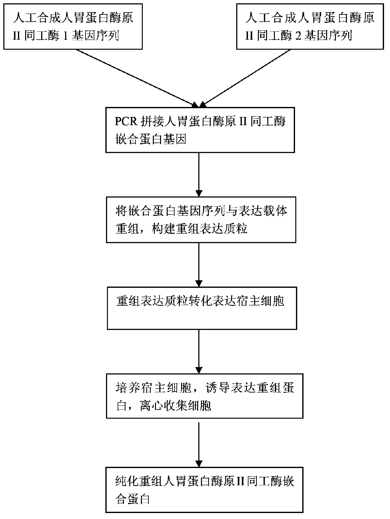 Recombinant human pepsinogen II isozyme chimeric protein, and preparation method and applications thereof