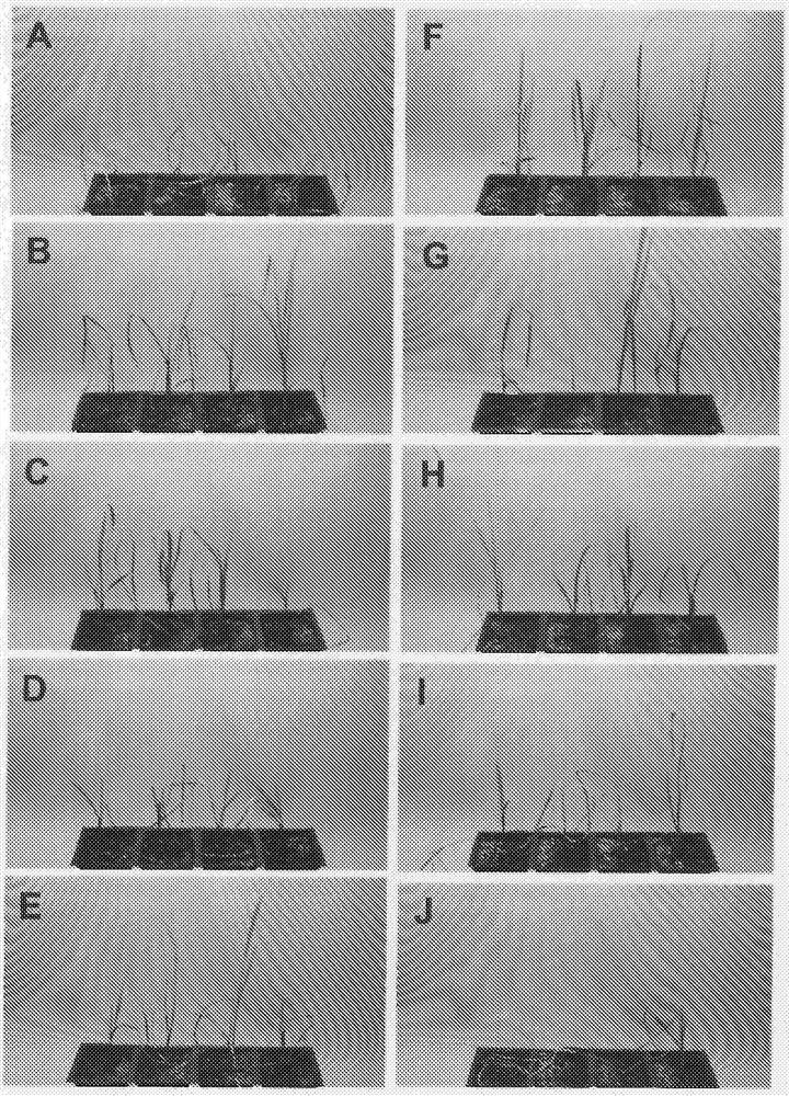 Plants having increased tolerance to herbicides