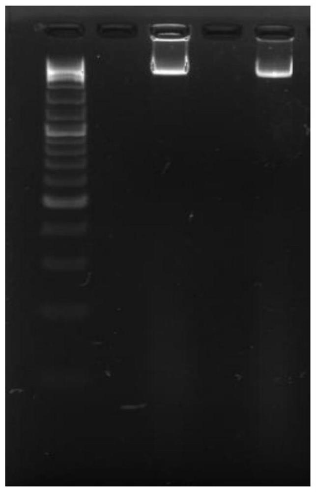 A kind of method for preparing phenylpyruvate