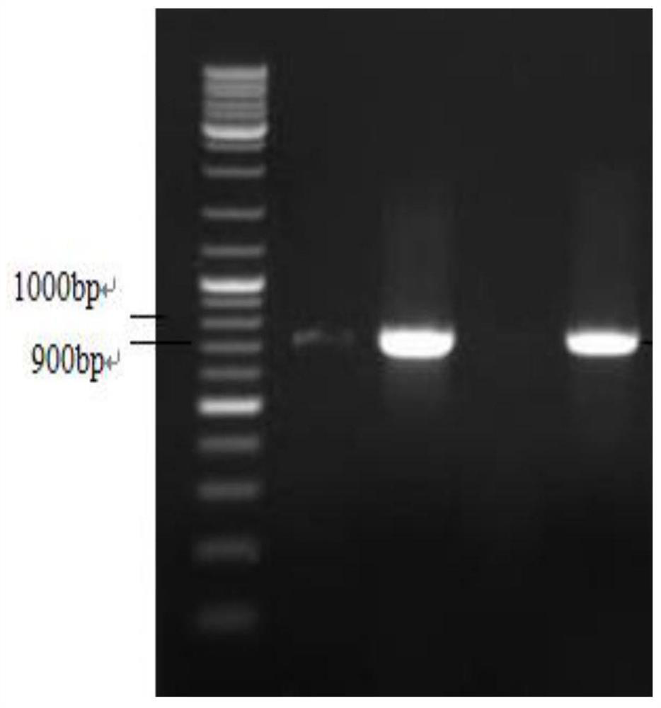 A kind of method for preparing phenylpyruvate