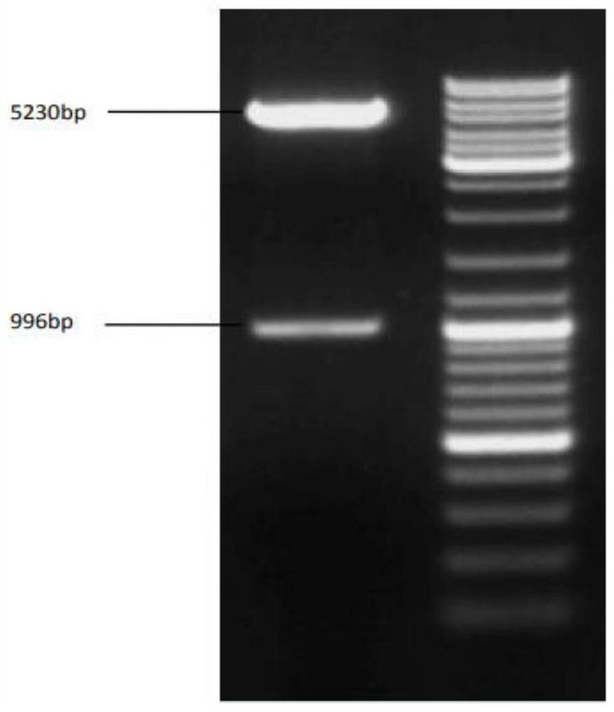 A kind of method for preparing phenylpyruvate