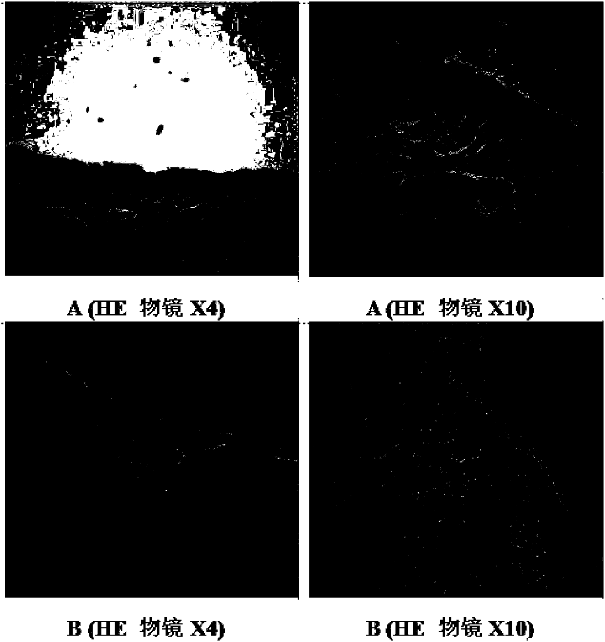 Preparation method of animal model with oral ulcer caused by fire excess from yin deficiency