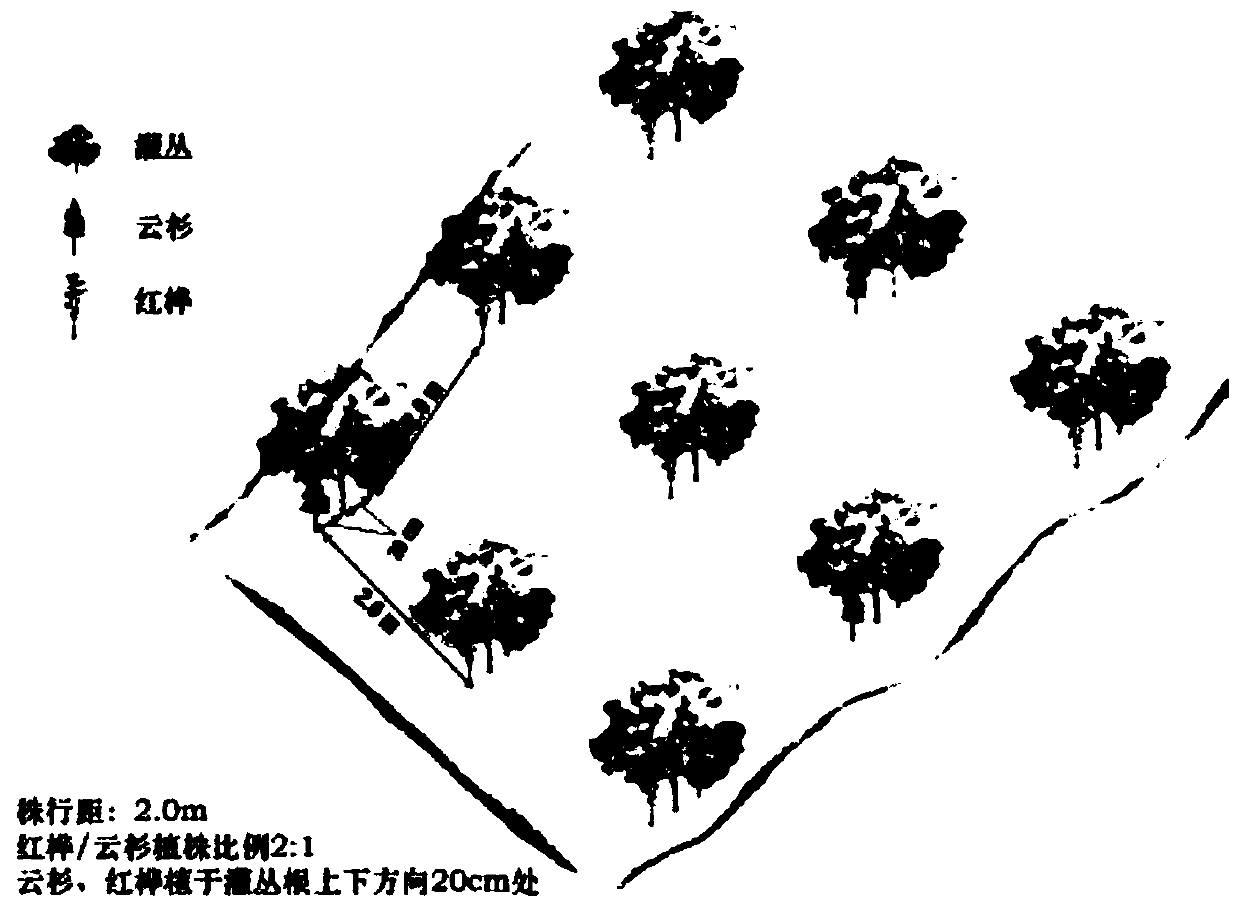 Low-cost rapid forest establishment restoration technology for subalpine degraded forest