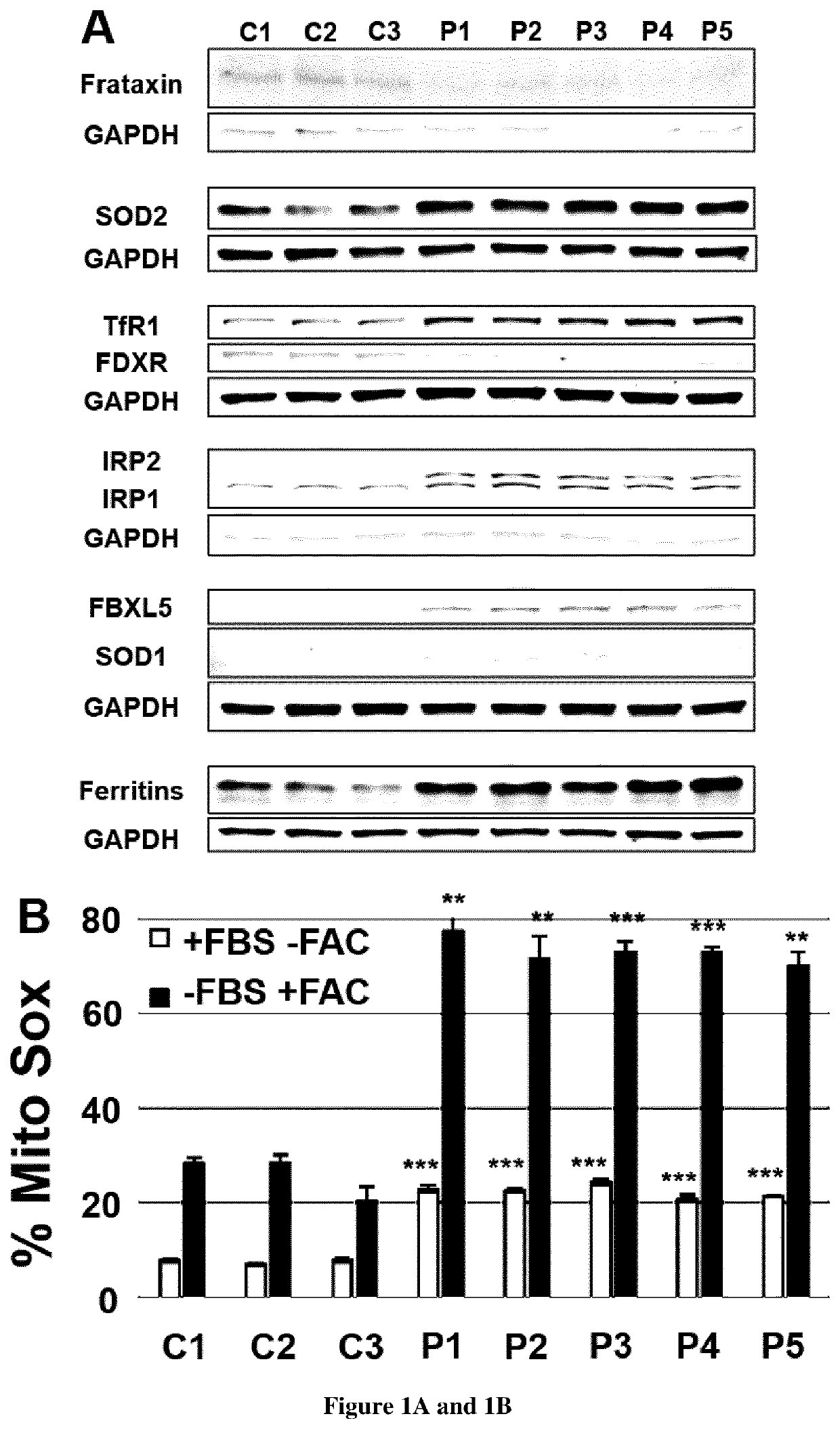 Treatment and prediction of therapeutic responses in patients suffering from friedreich ataxia