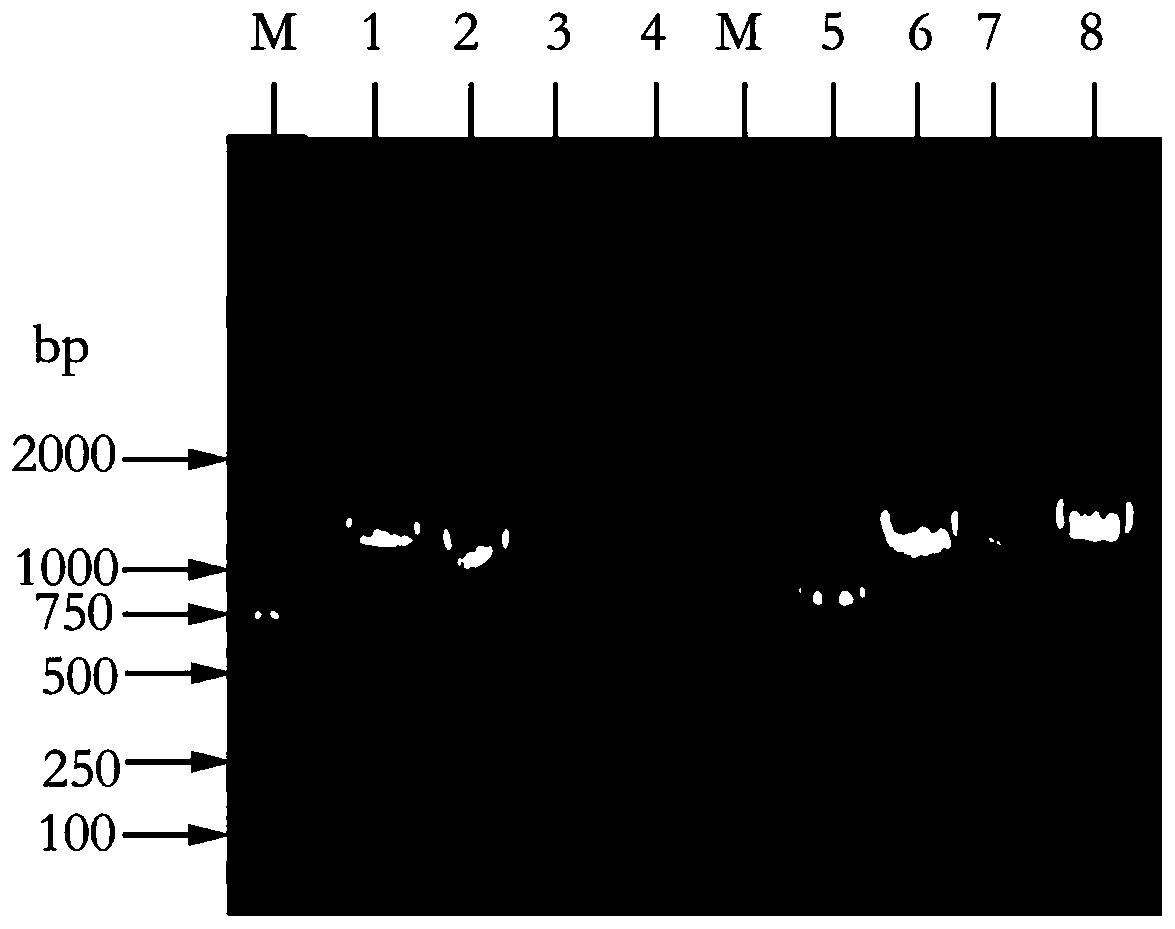 Large primer PCR site-specific mutagenesis method