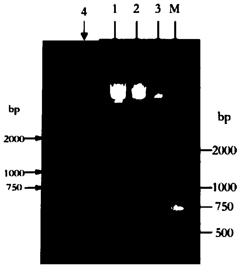 Large primer PCR site-specific mutagenesis method