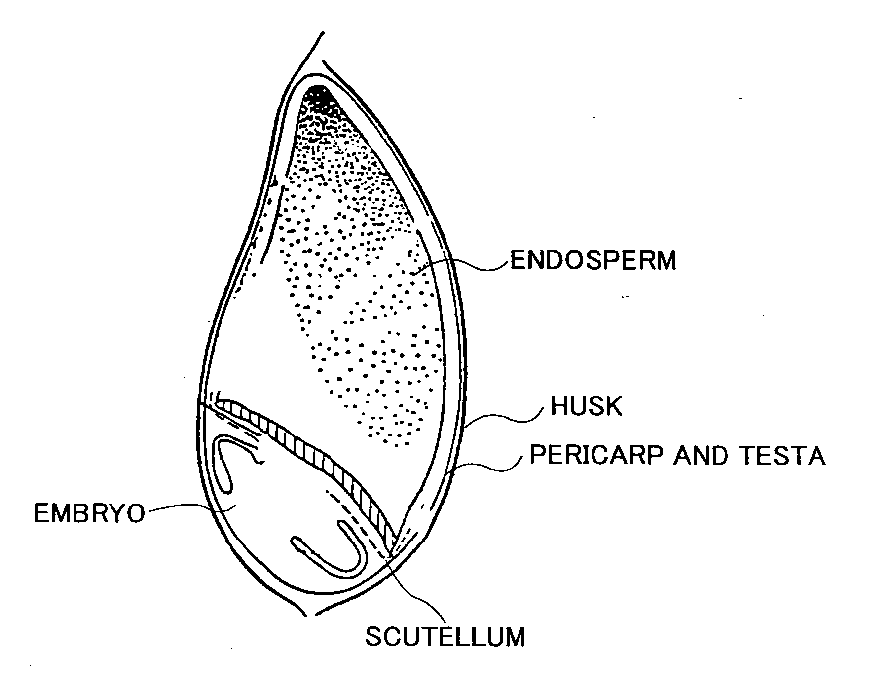 Method of judging suitability of raw barley for feedstock for malt production according to staining technique