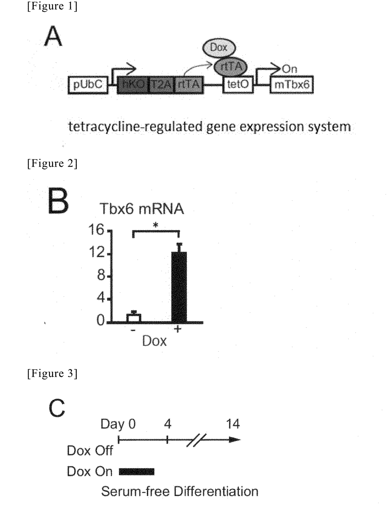 Method for producing cardiac precursor cell and myocardial cell from pluripotent stem cell