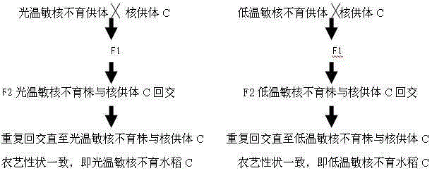 Method for preparing rice genetic male sterile line by hybridization