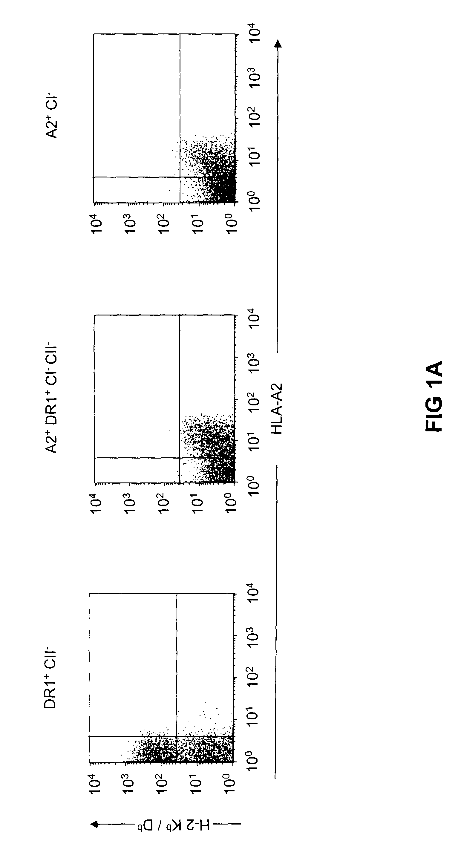 Transgenic mice having a human major histocompatibility complex (MHC) phenotype, experimental uses and applications