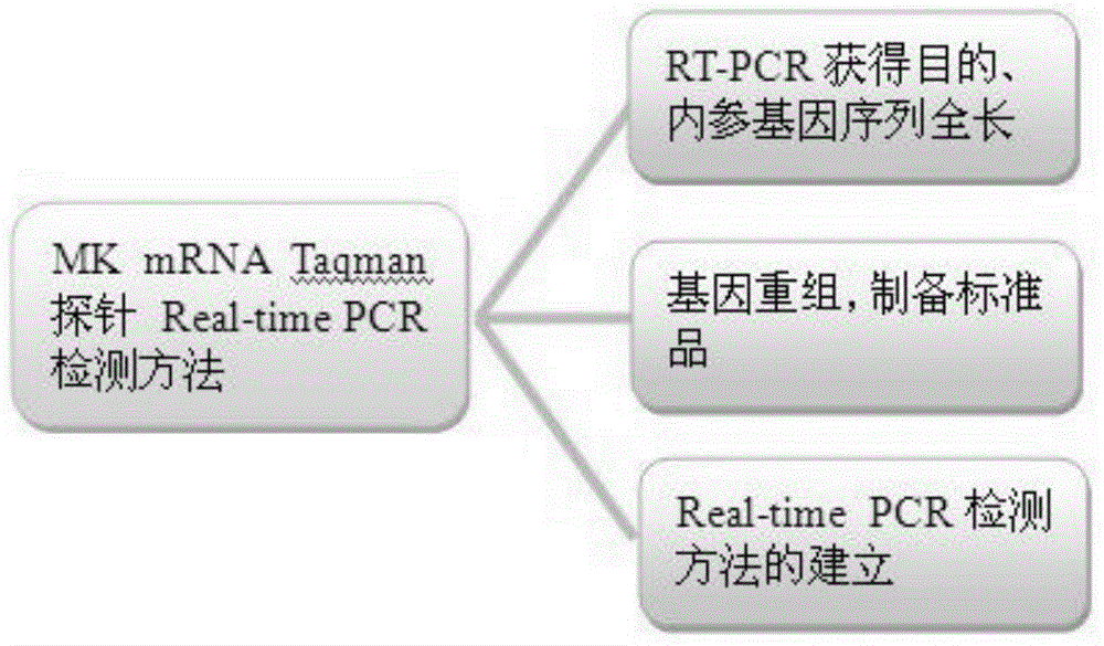 Expression and application of midkine mRNA (messenger ribose nucleic acid) in peripheral blood of patient suffering from lung cancer