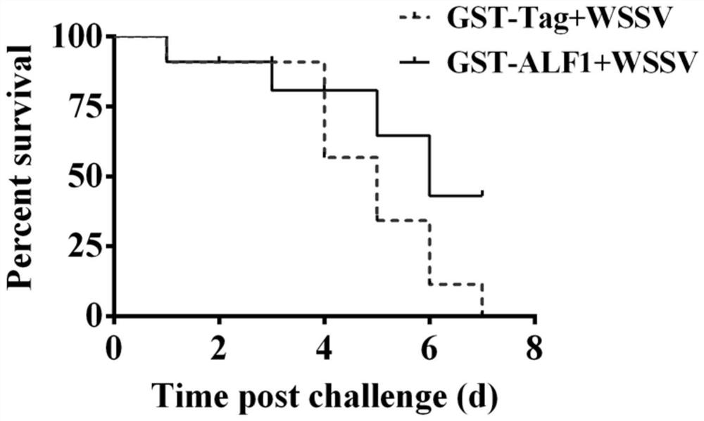 A kind of procambarus clarkii anti-lipopolysaccharide factor galf1 gene, its encoded galf1 protein and its application