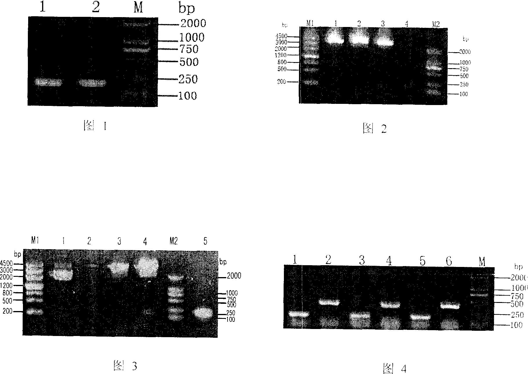 Yeast engineered bacteria for expressing recombinant prawn protein Pen9 and its preparation method and uses