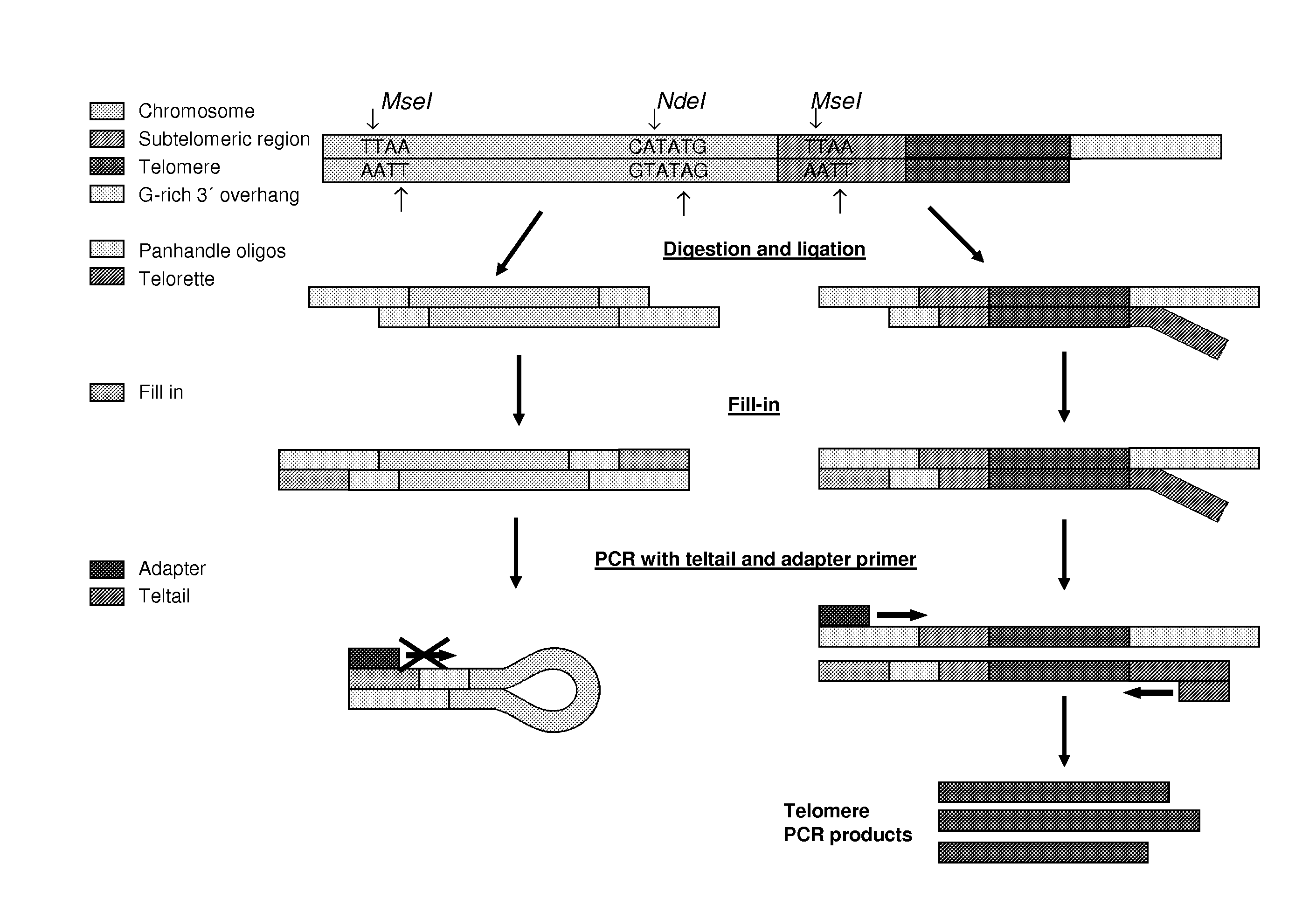 Method for Estimating Telomere Length