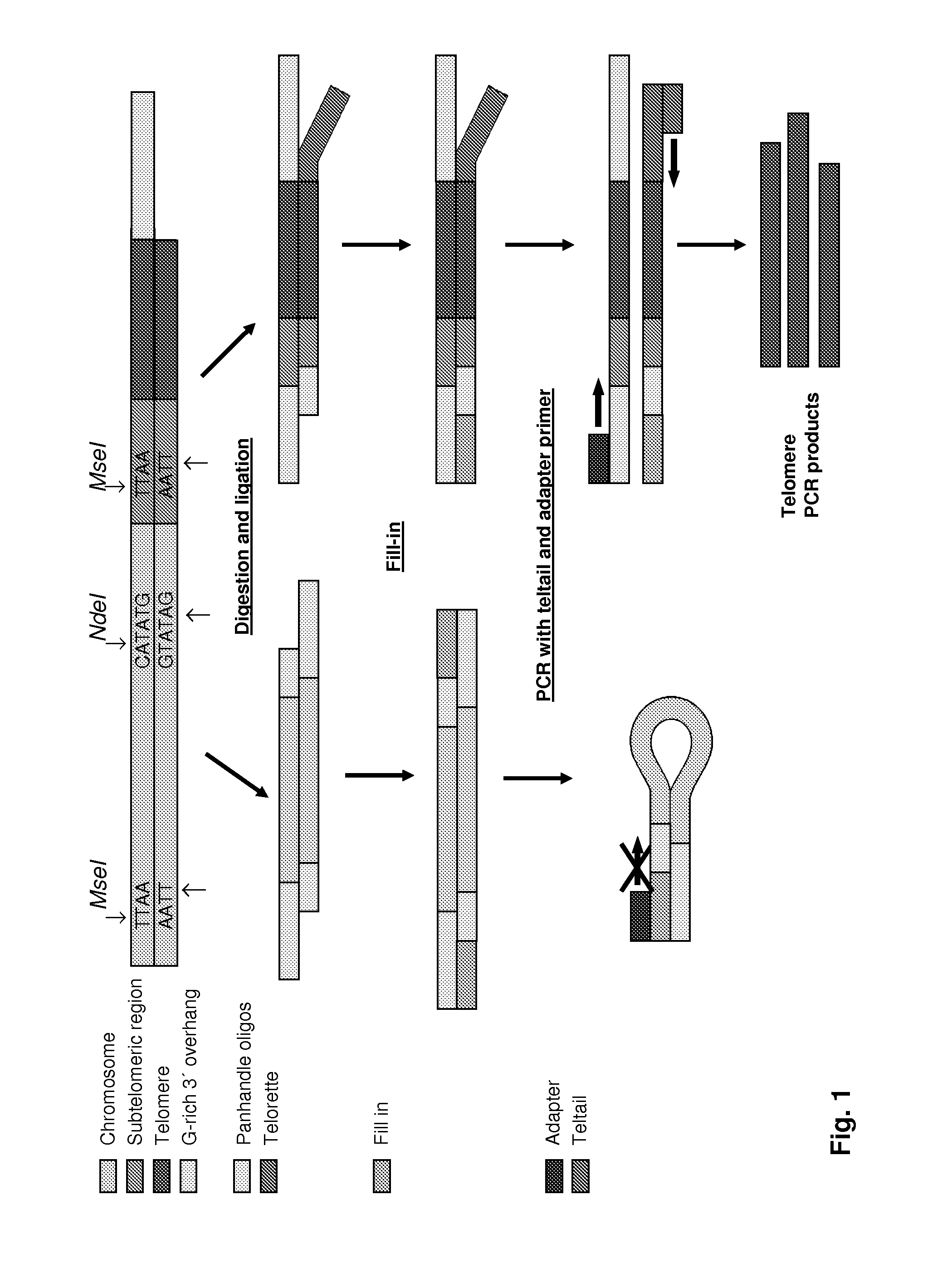 Method for Estimating Telomere Length