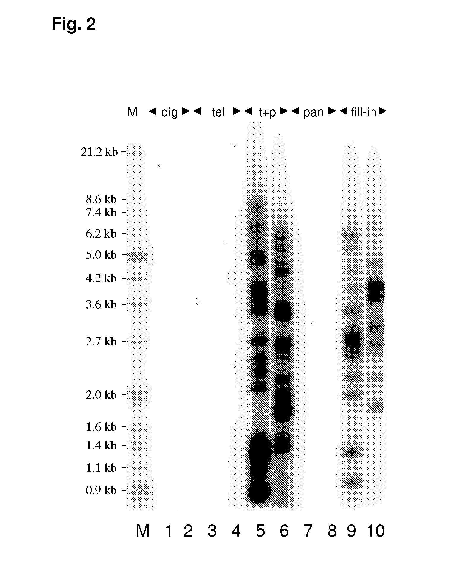 Method for Estimating Telomere Length