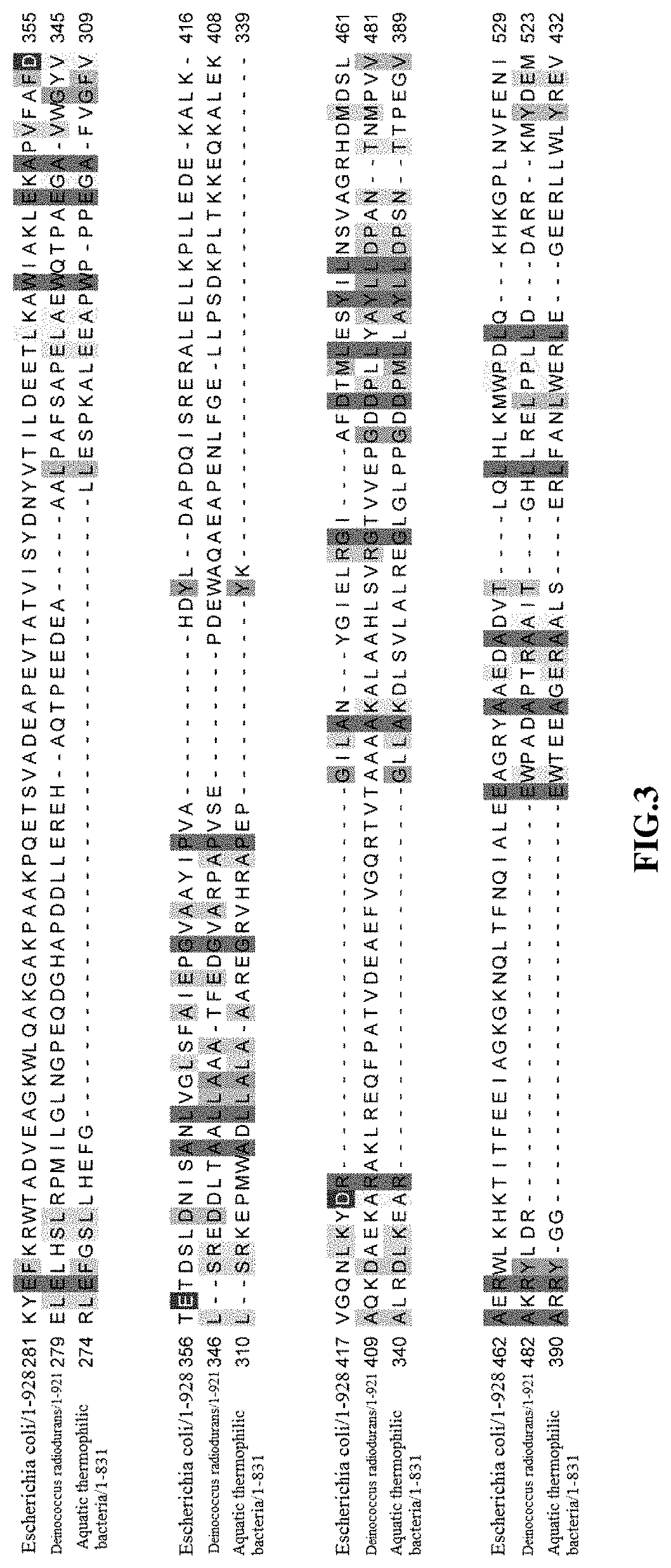 High-fidelity polymerase with preference for gapped DNA and use thereof